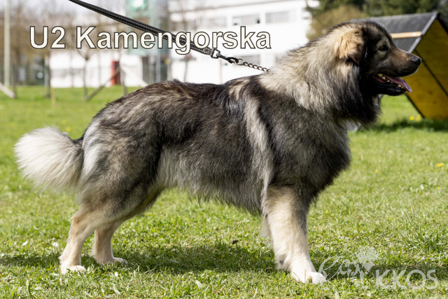 U2 Kamengorska