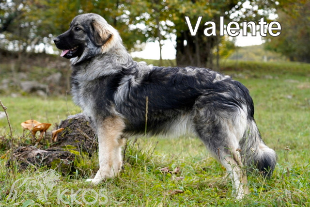 Valente