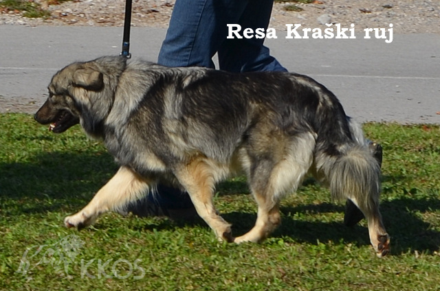 Resa Kraški ruj